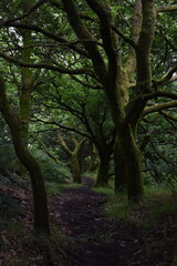 Fototapeta premium a walk through the clent hills