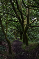 Fototapeta premium a walk through the clent hills