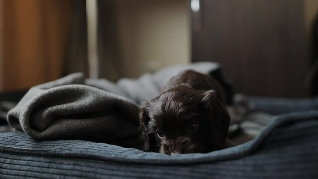 A young English cocker spaniel puppy, close-up portrait. Small dark brown English Cocker Spaniel puppy on the sofa. A young English Cocker Spaniel puppy plays with his rope chew toy. Happy puppy.
