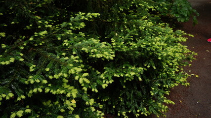 Умань, Україна