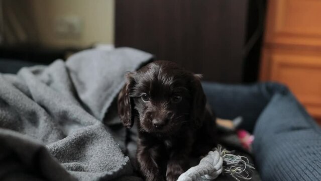 A young English cocker spaniel puppy, close-up portrait. Small dark brown English Cocker Spaniel puppy on the sofa. A young English Cocker Spaniel puppy plays with his rope chew toy. Happy puppy.