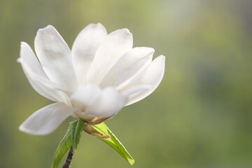 Fototapeta premium A white magnolia flower opened its fragile petals.