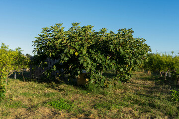 Fototapeta na wymiar View of a splendid fig tree in a crop field on a nice sunny day