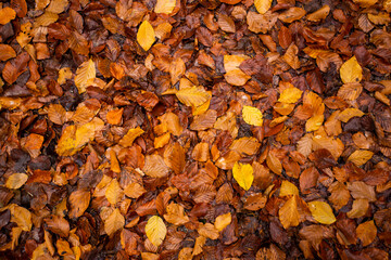 rotes Herbstlaub