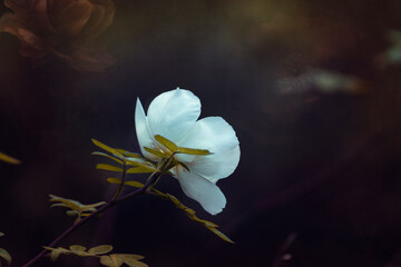 Biały kwiat róży w jesiennym parku, tło grunge	