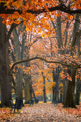 Aleja jesienna w parku, krajobraz