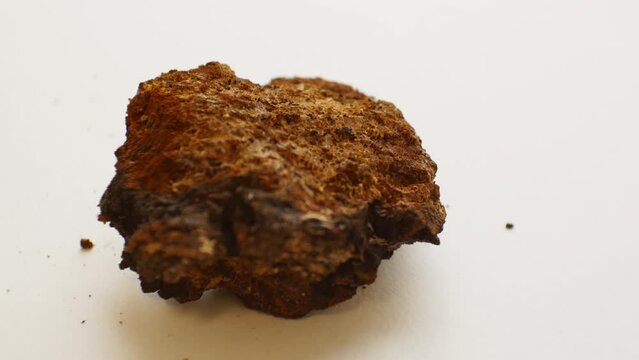 Inonotus obliquus or chaga mashroom rotates smoothly on a pure white background. A valuable scientific specimen for research on the effects on the human body. Anti-cancer agent.  Tea substitute