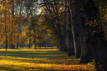 Krajobraz jesienny w parku i poranne miłe światło, aleja parkowa przy wschodzie słońca,...