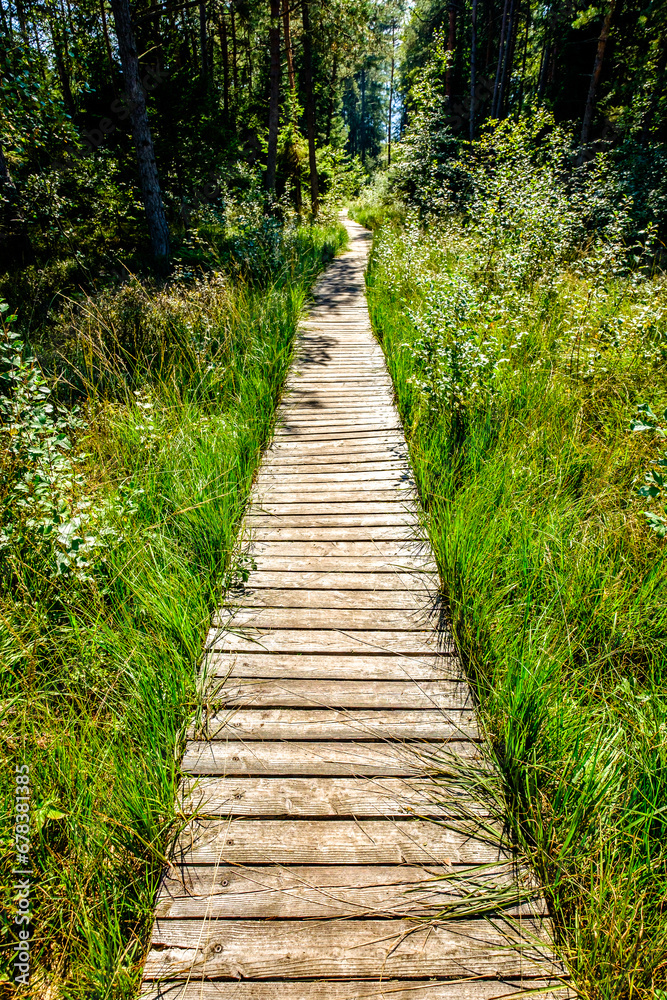 Canvas Prints footpath at a forest - austria