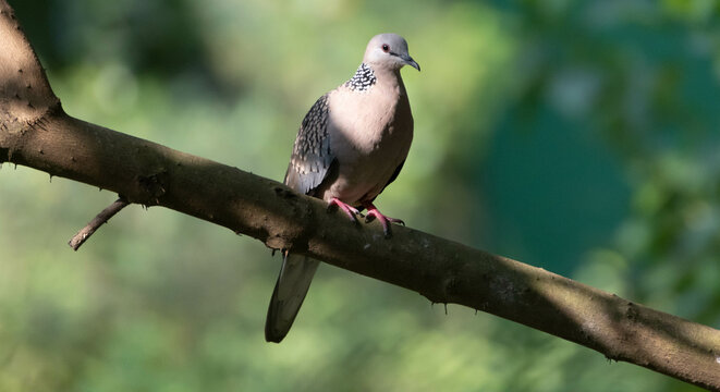 Spotted Dove  on a branch.