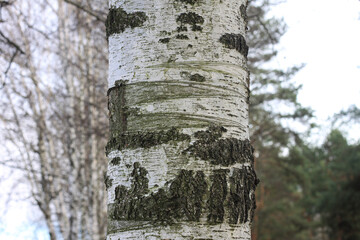 Beautiful birch trees in autumn