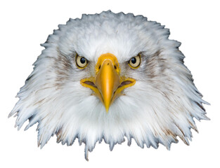 Head of american bald eagle isolated in transparent background