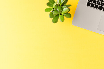 Office desktop. Elegant laptop with green plant on yellow background. Top view