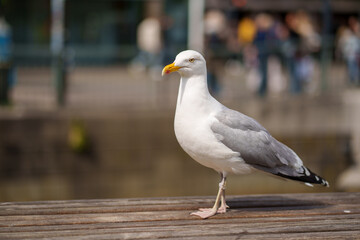 Seagull on centre of gothenburg