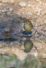 common chiffchaff ready to the bath	
