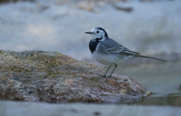 white wagtail ready for bath	