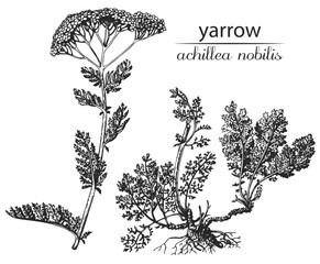 Achillea nobilis, milfoil, yarrow. Botanical illustration of yarrow. Monochrome yarrow, black and white achillea hand drawing, achillea sketch