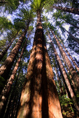 Redwoods forest walk in the Whakarewarewa Forest in Rotorua, North Island, New Zealand