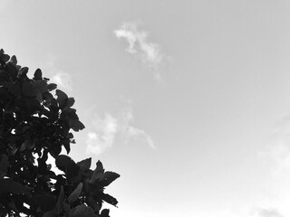 tree and sky
