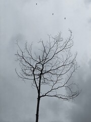 tree and birds in winter