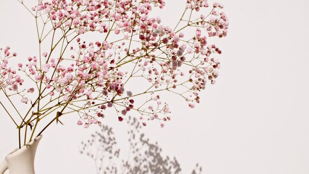 Shadows from from leaves of the gypsophila on the wall. Motion of leaves sunlight and shadow. Summer concept. Space for text. Product presentation, mockup for advertising. 4k. High quality 4k footage