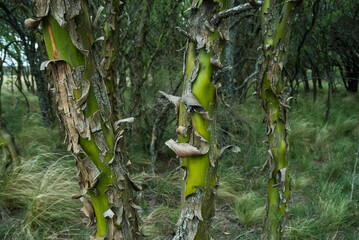 Chañar tree in Calden forest, bloomed in spring,La Pampa,Argentina
