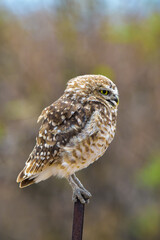 Burrowing owl (Athene cunicularia), La Pampa Province, Patagonia , Argentina.