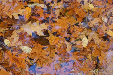 Fallen brown and yellow oak leaves on the lakes water on the autumn street
