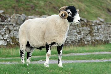 Fototapeta premium Close up of a fine Swaledale ram, male sheep, with curly horns, standing in green field with drystone walling, facing right. Swaledale sheep are a native breed to the Swaledale area in North Yorks