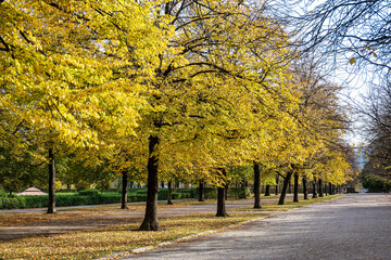 Fototapeta premium Walking in Hofgarten Park in Munich on an autumn day, Germany