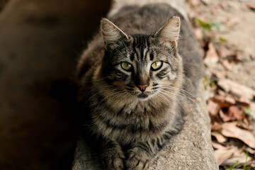 portrait of a cat