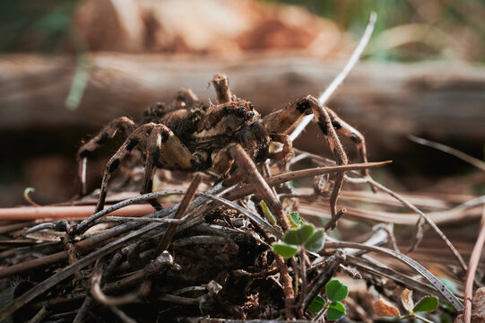 Camouflaged Wolf Spider in Natural Habitat