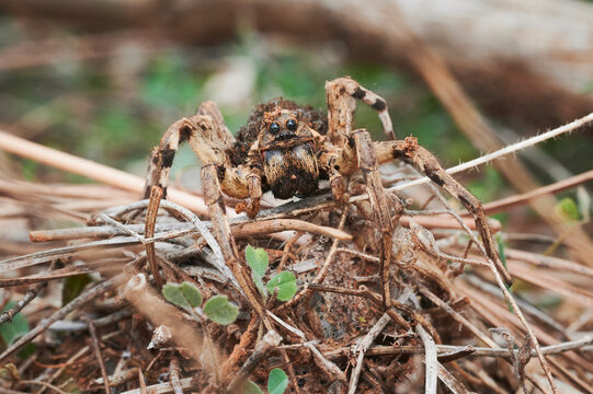 Camouflaged Wolf Spider in Natural Habitat