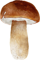 Porcini Mushroom watercolor