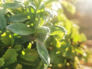 Shiny drops of autumn morning dew on a green plant leaves