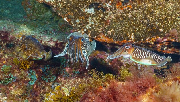 Group of Pharaoh cuttlefish under the underwater rocks