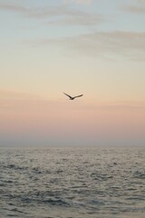 Vertical shot of a seagull flying above the sea at sunset