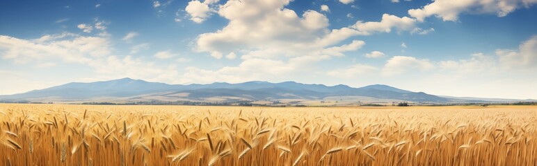 Wheat field summer landscape. Detailed farm field scene. A serene, chilly landscape. Template for...