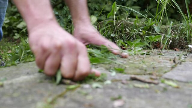 Close-up shot: gardening work. Weeding time. Man pulling plants out of the ground. Handwork. Person pulling weeds out of the ground. Removing plants from the ground. Cleaning the yard. Cleaning day.