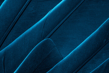 blue feather pigeon macro photo. texture or background