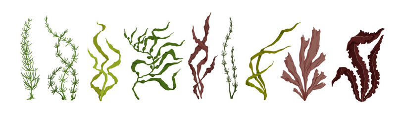 Set of various cartoon seaweeds. Vector graphics.  © Катерина Якубович