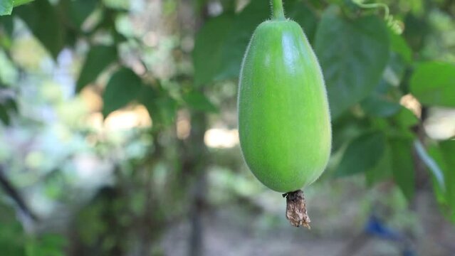 Close-up view of a Wax gourd hung from its vine in the greenery