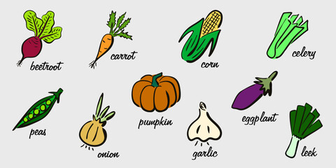 Cute appetizing Vegetables collection. Hand-drawn retro vegetables. Farm eco products. Culinary banner. Educational poster with the names of vegetables