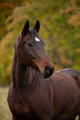 Fototapeta premium Pferdeportrait im Herbst