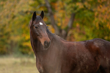 Obraz premium Pferdeportrait im Herbst
