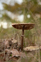 Parasol im Wald
