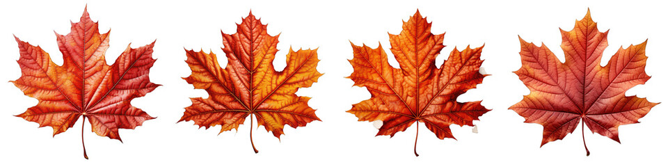 Naklejka na ściany i meble autumn leave Hyperrealistic Highly Detailed Isolated On Transparent Background Png File