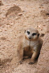 Cute Meerkat