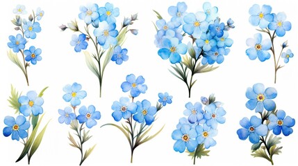 set of forget-me-not flowers on white background, watercolor illustration