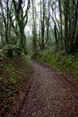 Forest path